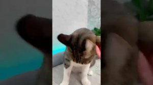 кошка мята тик ток