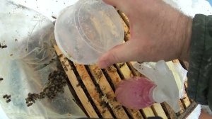 Первая обработка пчёл щавелевой кислотой от вирусов и клещей Варроа.