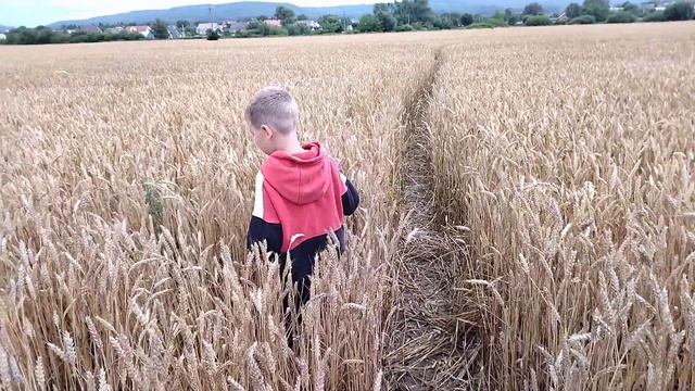 Поле пшеницы