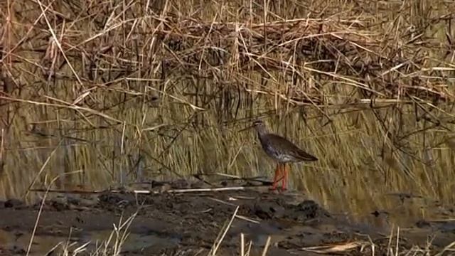 Tringa totanus.mpg смотреть онлайн