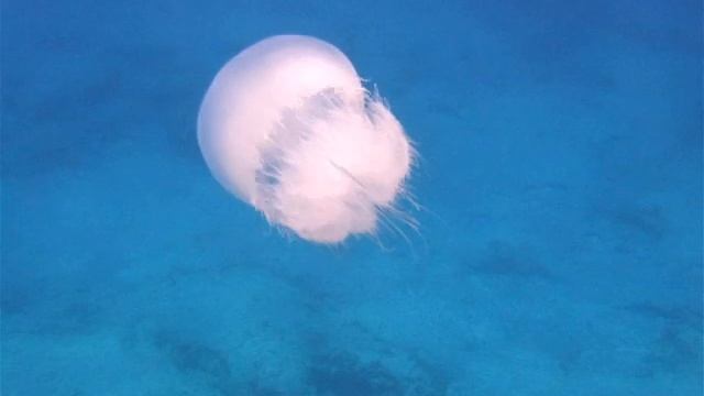 Jellyfish in Cape Greko