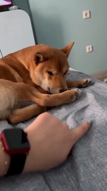 Кекс нервничает ) #собака #сибаину #кекс #щенок смотреть онлайн