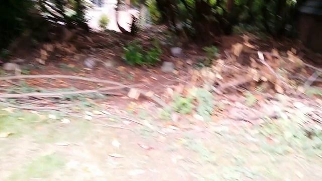 Обновки нашего бекярда Сад Огород в Америке Лето 2019 смотреть онлайн