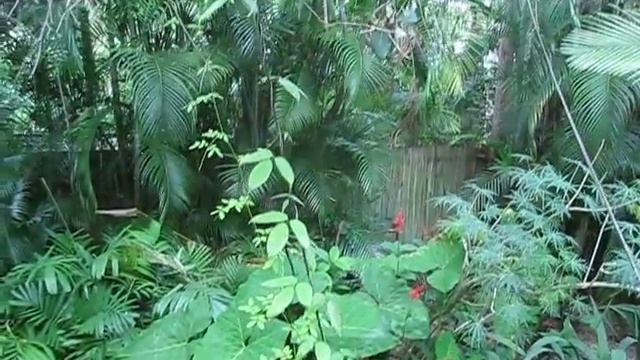Entada Gigas Monkey Monkey Ladder Vine