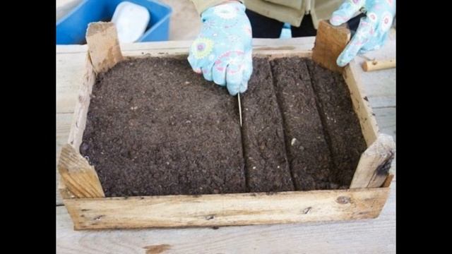 Вирощування цибулі-порею розсадою: всі нюанси і тонкощі