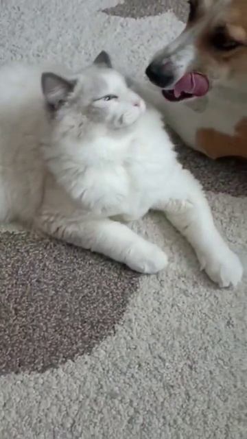 Смешные котики. Кот и пёс. #kitten #ragdoll #котики #котята #рэгдолл #регдолл #смешныекотики #кот смотреть онлайн
