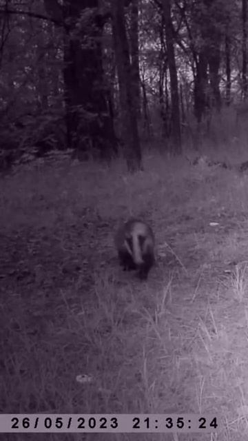 Красавец Барсук. #фотоловушка #animals #рек #лес #интересное #барсук смотреть онлайн