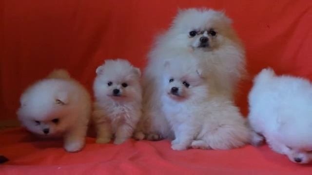 Померанский цвергшпиц.