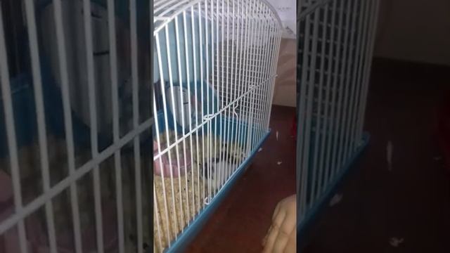 ХОМЯЧОК смотреть онлайн