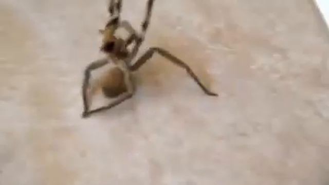 Female Wandering Spider...Yikes! смотреть онлайн