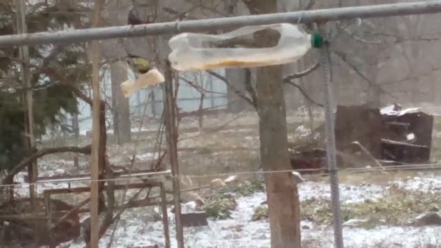 Синичка настільки українська, що навіть їсть сало. смотреть онлайн