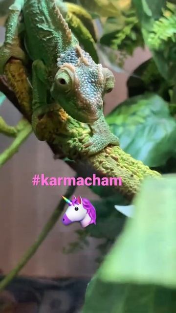 Karma chameleon #4kvideo #shorts #chameleons #funniestanimals смотреть онлайн