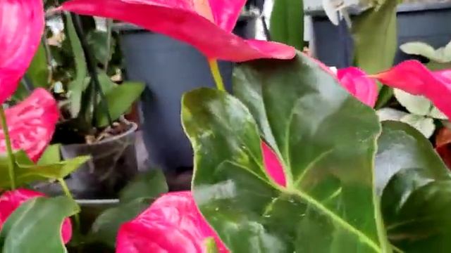 Flamingo flower |Anthurium andraeanum |Red Anthurium plant |Anthurium flower @mk mishra video diary смотреть онлайн