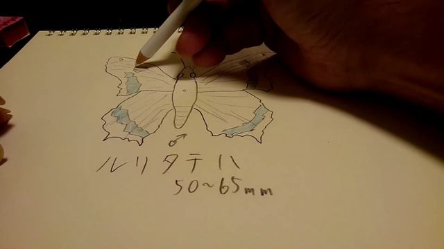 [手書き]今日はルリタテハを描いてみたよ Kaniska canace #蝶々 #虫 #手書き #絵を描く смотреть онлайн