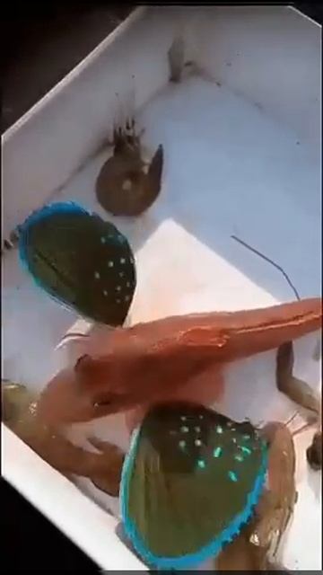 Amazing flying fish Trigla смотреть онлайн