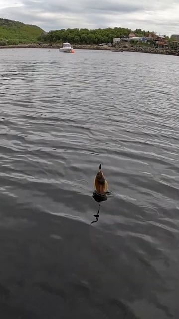 Камбала ЕРШ Flounder ERSH