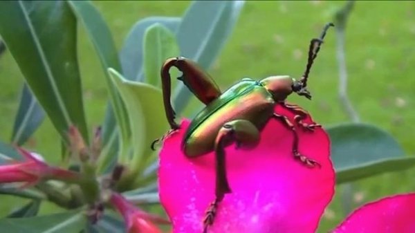 Летающий жук в замедленной съемке