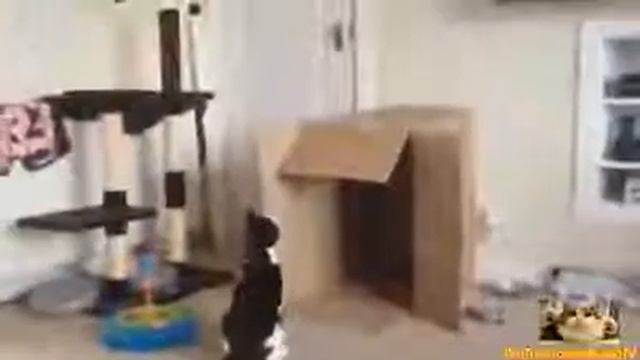 СМЕШНЫЕ ролики кошек