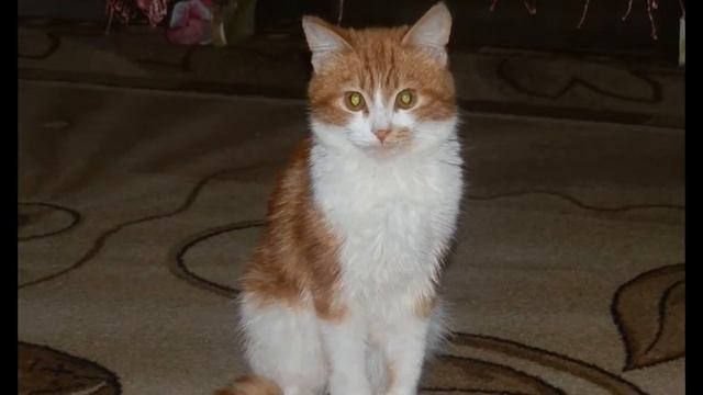 Мой любимый котик смотреть онлайн
