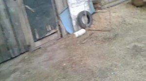 17.04.22 обсыпаю колодец