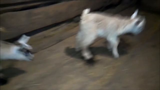 Козлятам 2 дня Веселые козлята Козочкам два дня смотреть онлайн