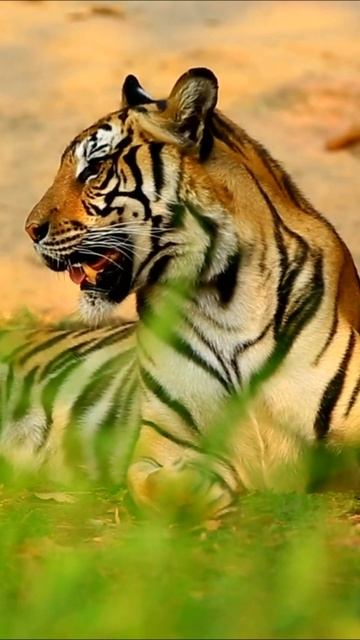 60 Seconds of Relaxation - Incredible Views of Wildlife set to Soothing, Calming music смотреть онлайн