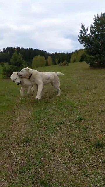 кони или алабаи