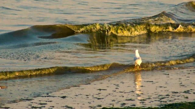 Seagulls on the beach in Mamaia, on the shore of the Black Sea, filmed in 4K смотреть онлайн