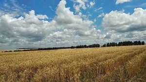 Русское поле...Курская обл.