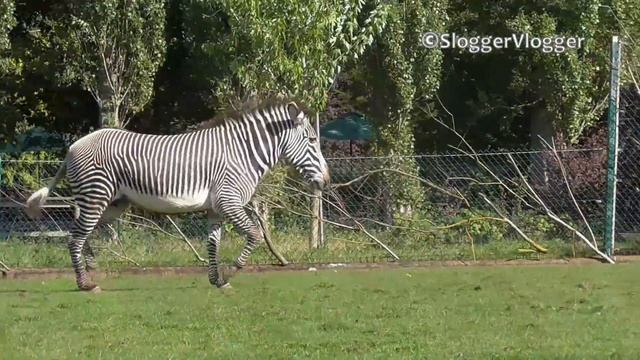 Zebra Mum Protects 3 Week Old Foal