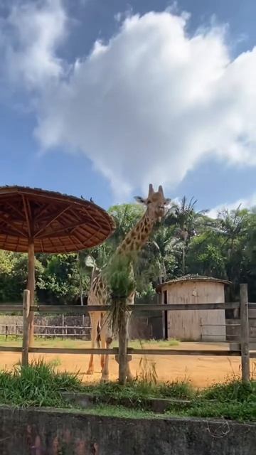 giraffe in the zoo 🦒 #animals #cute #zoo #safari #shorts смотреть онлайн