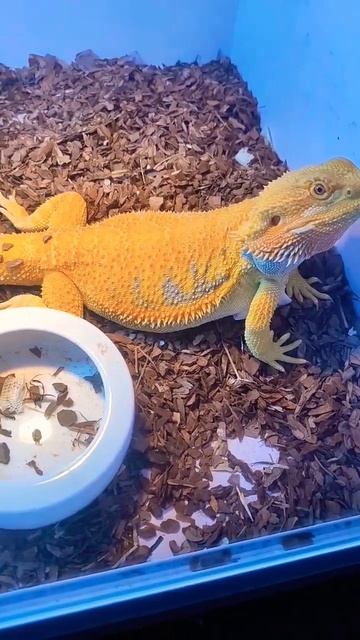 Meet the lizards that love being petted – #petlover #pets #lizard #shorts #animals #ytstudio смотреть онлайн