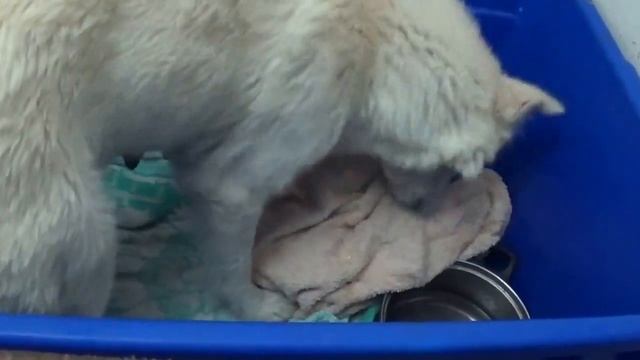 Ким и дети. קים וילדים смотреть онлайн