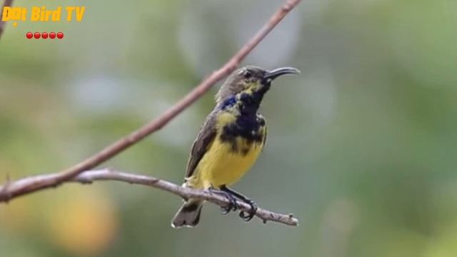 Những loài chim Hút Mật có vẻ đẹp mê ly và đang sinh sống tại Việt Nam || Đạt Bird TV смотреть онлайн