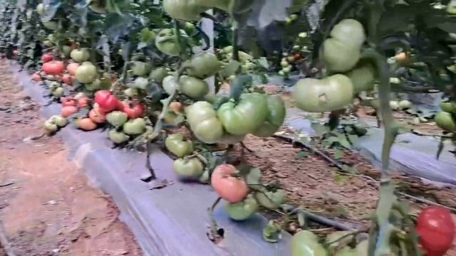 Tomato buffalo pink смотреть онлайн