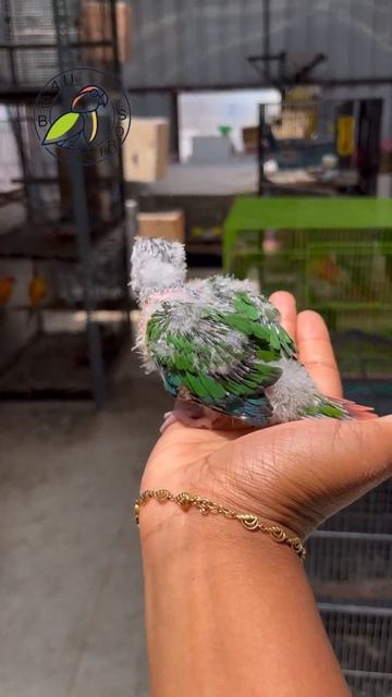 Hyper red factor yellow sided смотреть онлайн