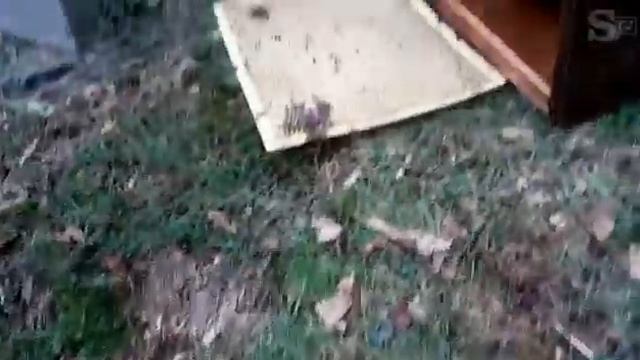 L'orso 'scoperto' Dalla Foto-trappola: Fa Razzia Di Miele Tra Le Arnie Di Villadossola