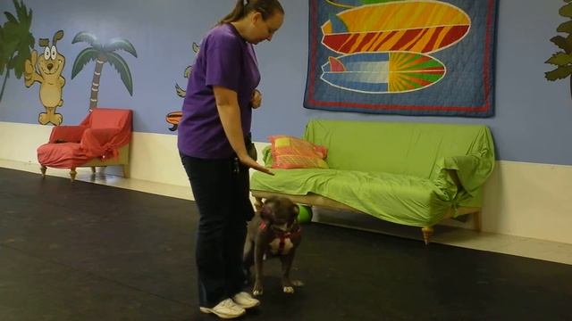 Slater's First Practice at K9 Kabana смотреть онлайн