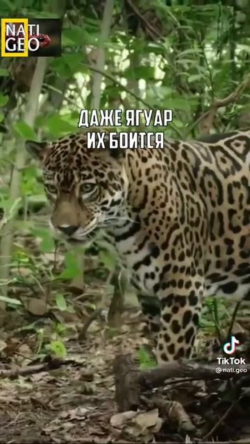 ягуар смотреть онлайн