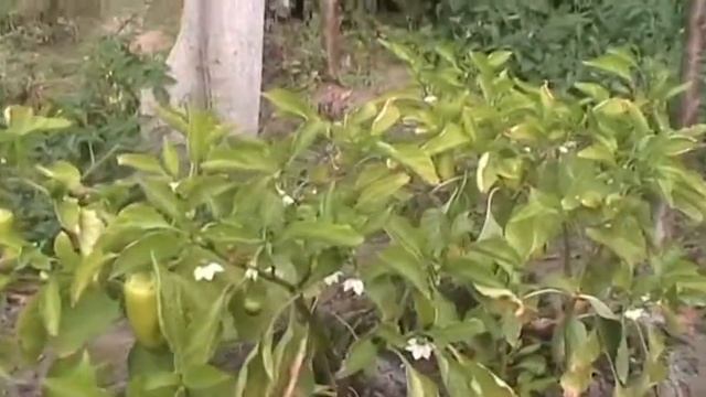 Цветёт сладкий перец в октябре смотреть онлайн