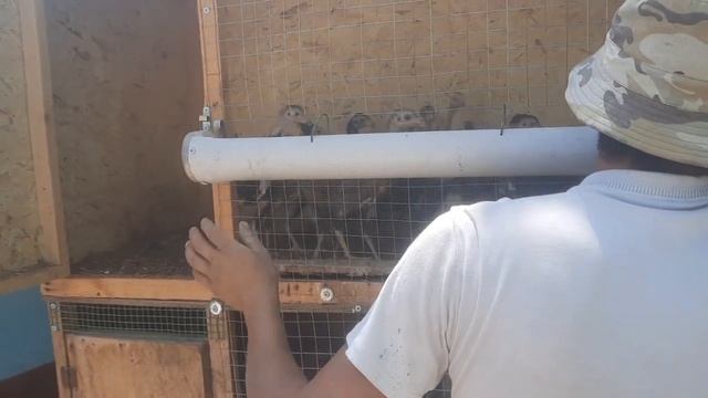 Брама жужа Дакан жужа Адлер жужа китайский шёлк