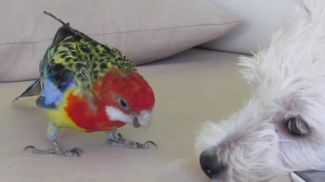 Rosella Parrot And Westy