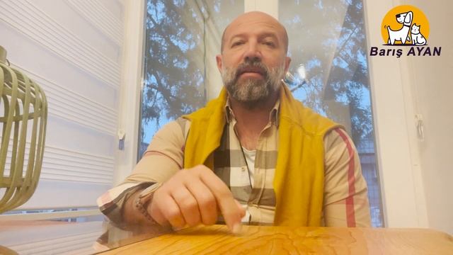 American Bully ve American Staff İçin Eklenen Yeni Yasa Hakkında смотреть онлайн