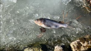Пришла весна не всем рыбкам  удалось перезимовать.
