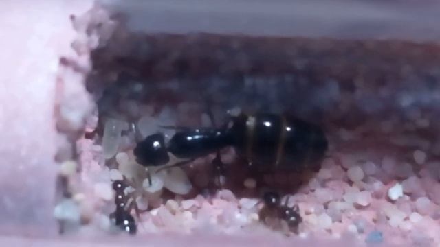 Camponotus lateralis смотреть онлайн