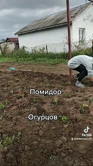 #саженцы#рассада#сад#огород#дача#весна#крым смотреть онлайн