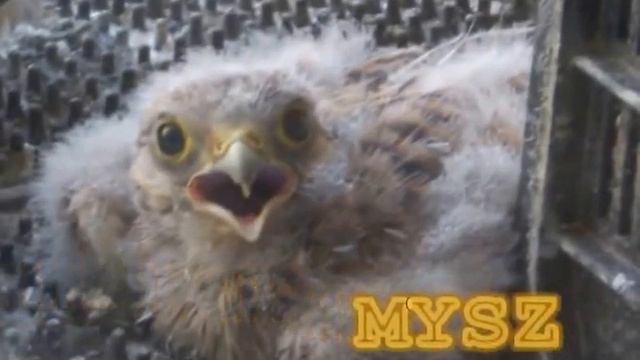 Pustułka zwyczajna Piekary Śląskie 2012 смотреть онлайн