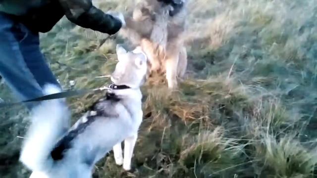 Люций и медведь