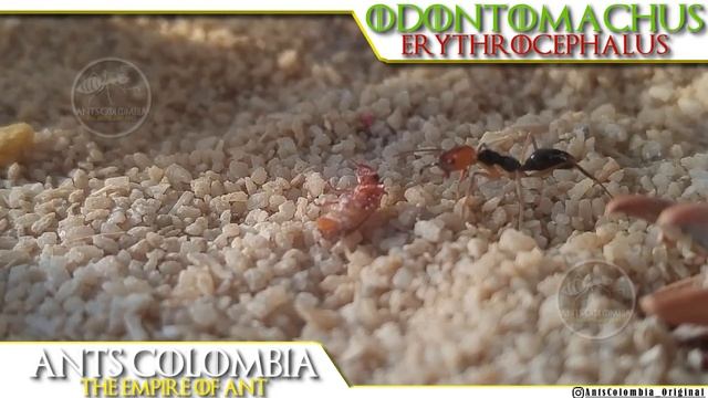 Colonia Stark Odontomachus Erythrocephalus смотреть онлайн