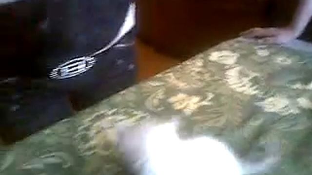 Британская короткошерстная; 1 месяц